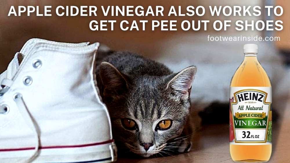 How To Get Cat Pee Out Of Shoes| 10 Easy Tips 2 Apple Cider Vinegar Also Works to Get Cat Pee Out of Shoes
