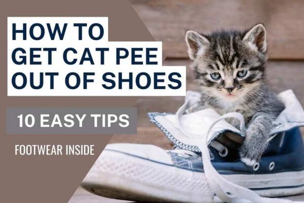 How To Get Cat Pee Out Of Shoes 10 Easy Tips