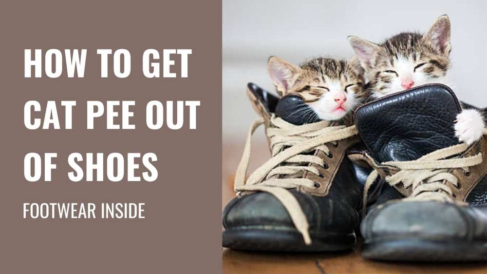 How To Get Cat Pee Out Of Shoes| 10 Easy Tips 1 How to Get Cat Pee out of Shoes- 10 Easy Tips